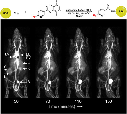 PET & SPECT Imaging - 18F Protein