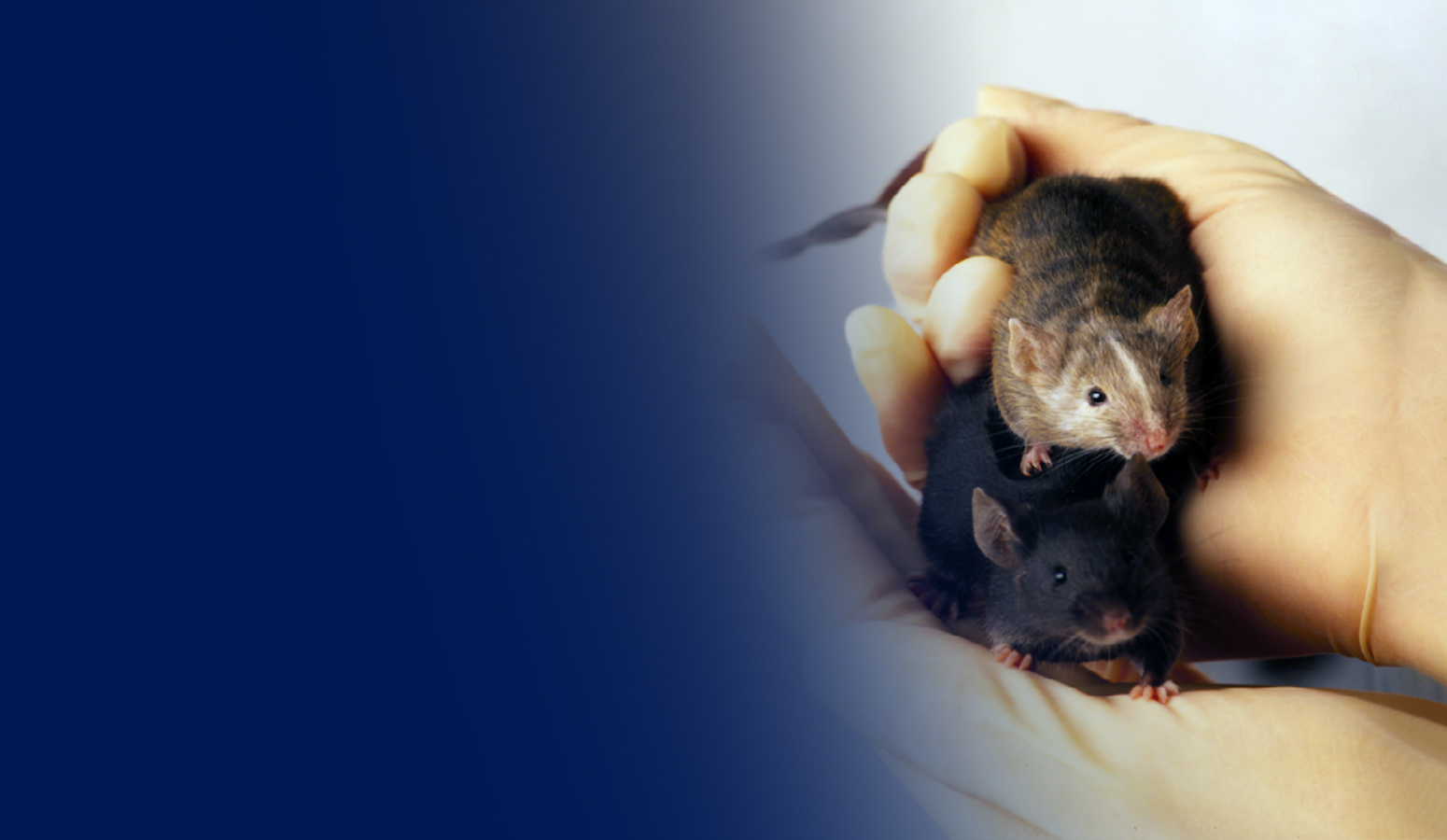Knockout Mice