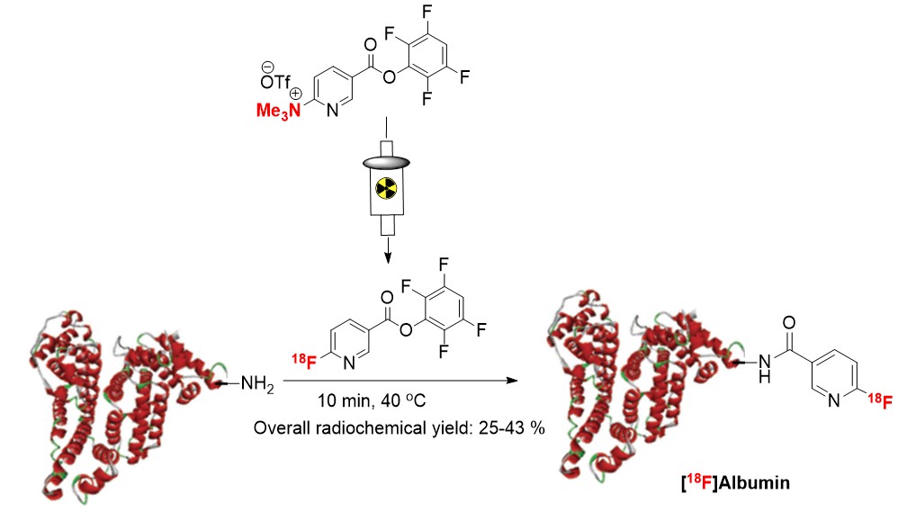 albumin diagram