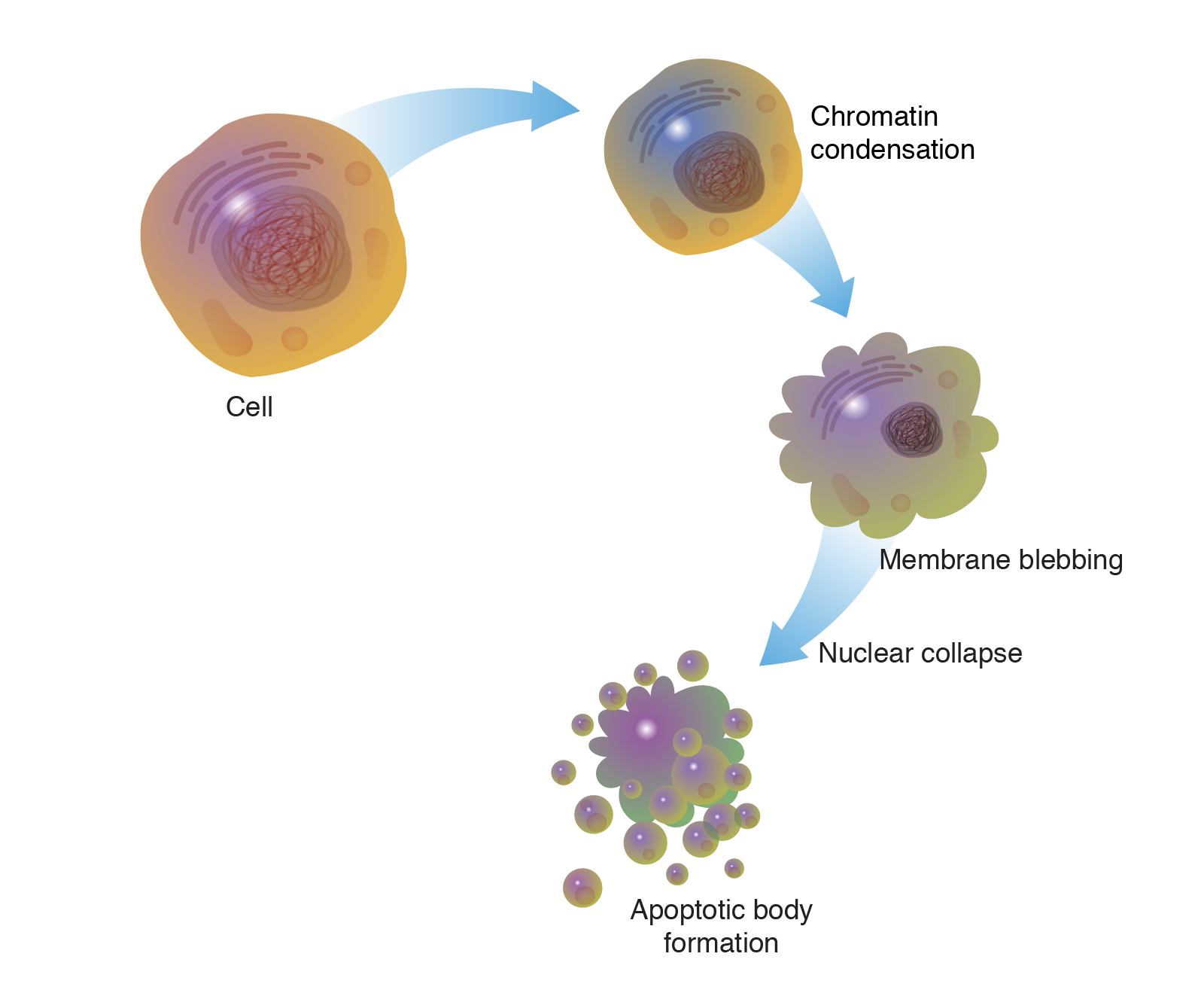 Apoptosis | Research
