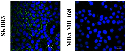 Fluorescent/Optical Imaging - Fluorescent