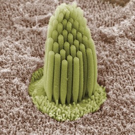 Scanning electron micrograph of the surface epithelium of the frog inner ear