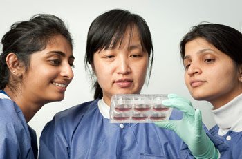 Sravya Kommineni, Fang Hua, and Ruchi Sharma (left to right) examine iPS cells, about 95 percent of which have become RPE cells.