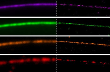 Diffraction-limited microscopy images (Left) and bleaching/blinking assisted localization microscopy (BaLM) images (Right) of a single microtubule labeled with a mixture of fluorescent dyes
