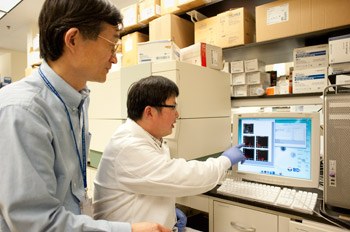 Dr. Gao and research fellow Dechun Feng, Ph.D., monitor flow cytometry measurement of various types of immune cells in alcoholic livers.