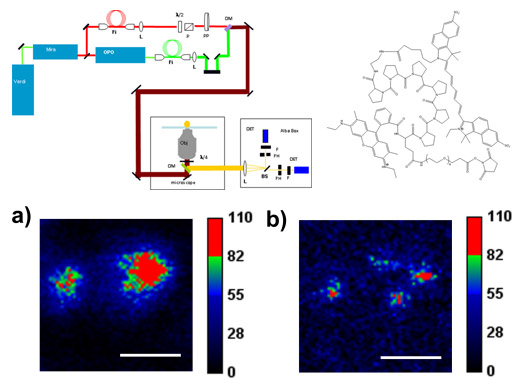 Targeting Groups - Peptides