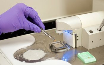 Prior to examination, mouse liver samples must be encased in wax and then sliced and fixed to a glass slide for viewing.