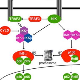 Molecular Interventions