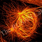 Mammalian cell in prophase
