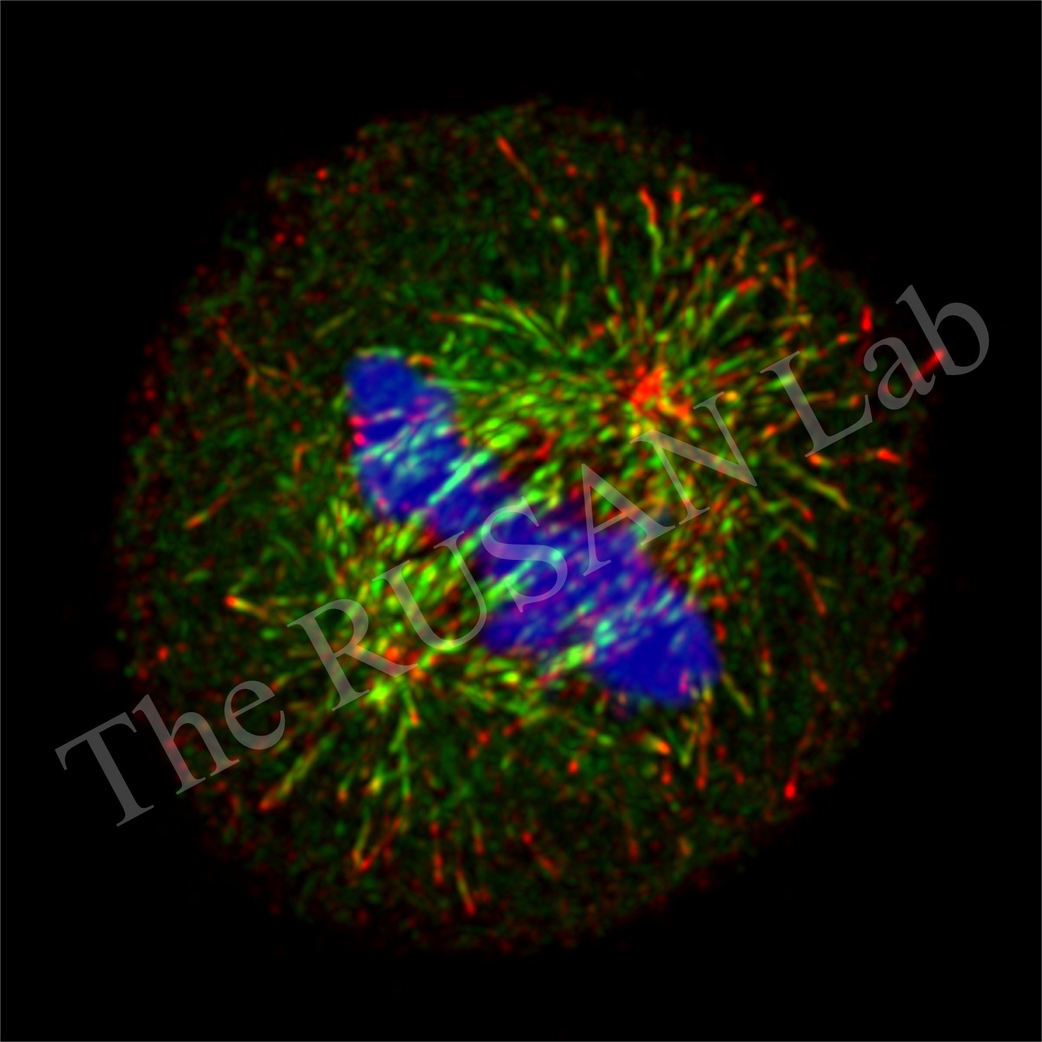 Mammalian cell in metaphase