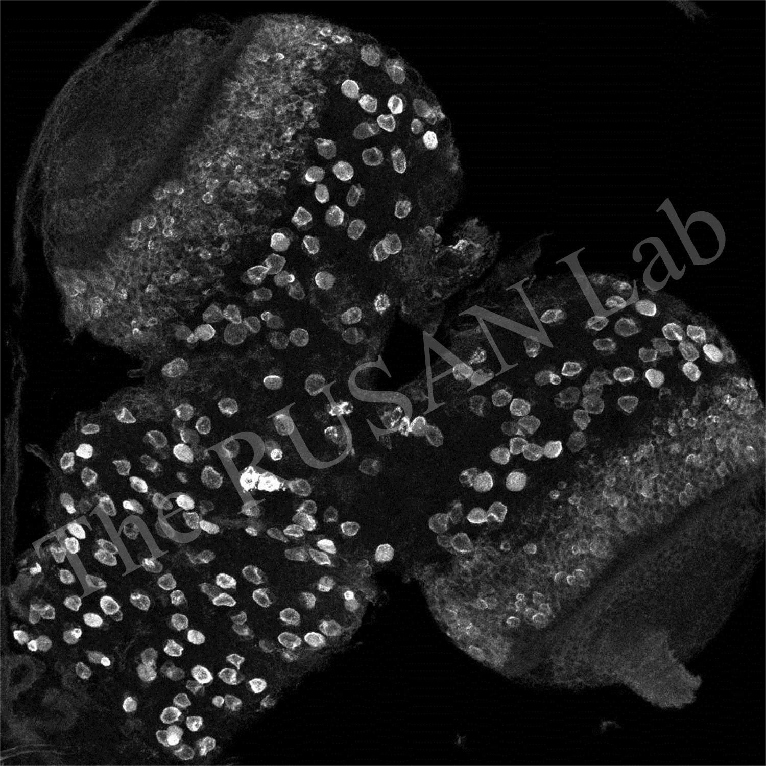 Drosophila CNS
