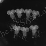 Drosopihla brains ready for imaging