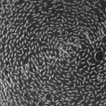Drosophila embryos ready for imaging
