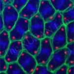 Drosophila embryo pseudo cells