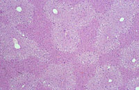 liverpath_12.jpg