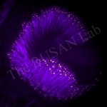 Chordotonal neurons in Johnston’s organ