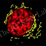 Mammalian nucleus and Golgi stacks. Can you find the centrosome?