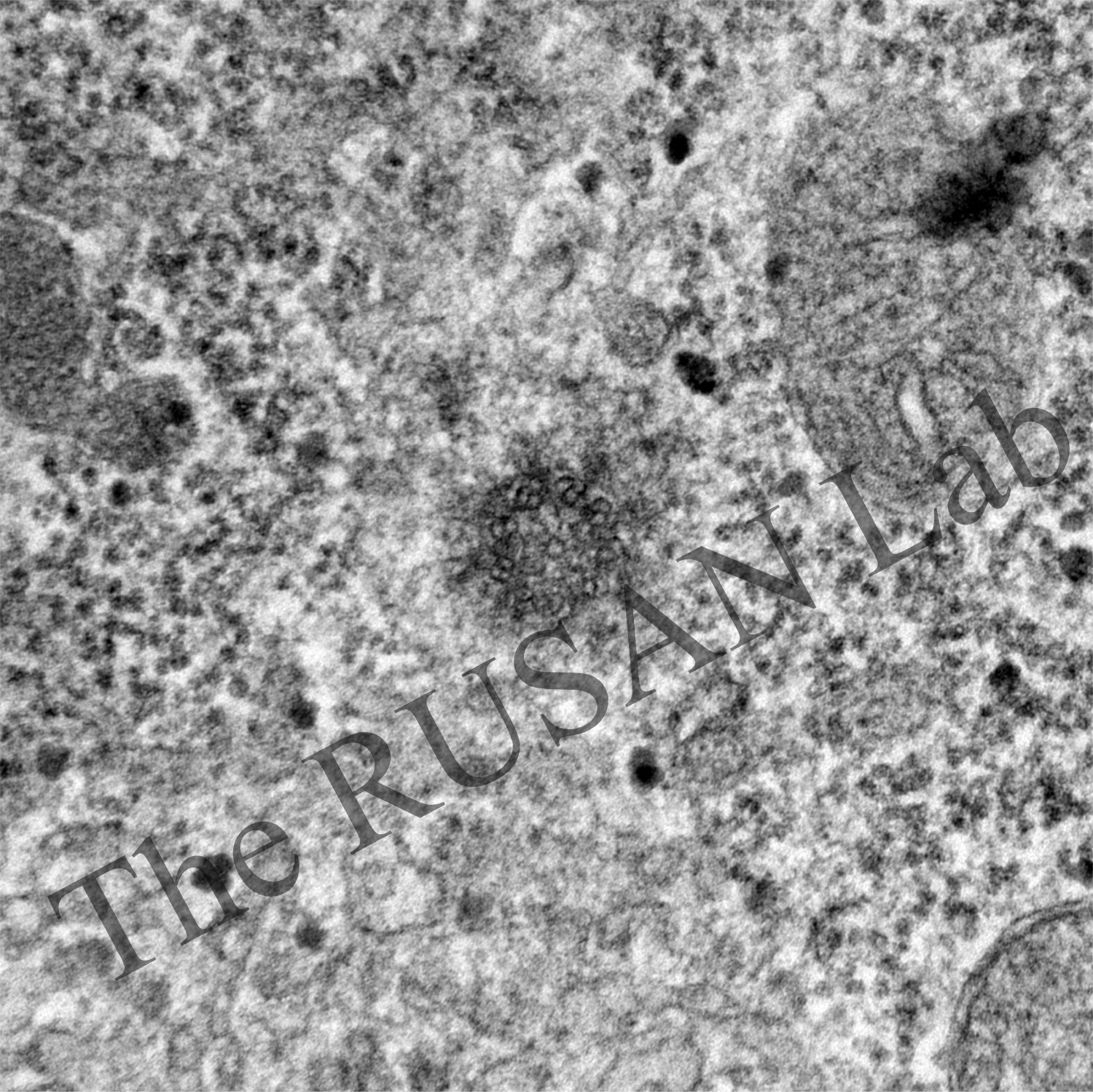 Drosophila S2 cell centriole