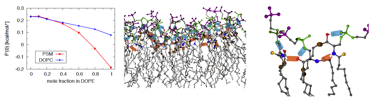 Understand Model Membranes