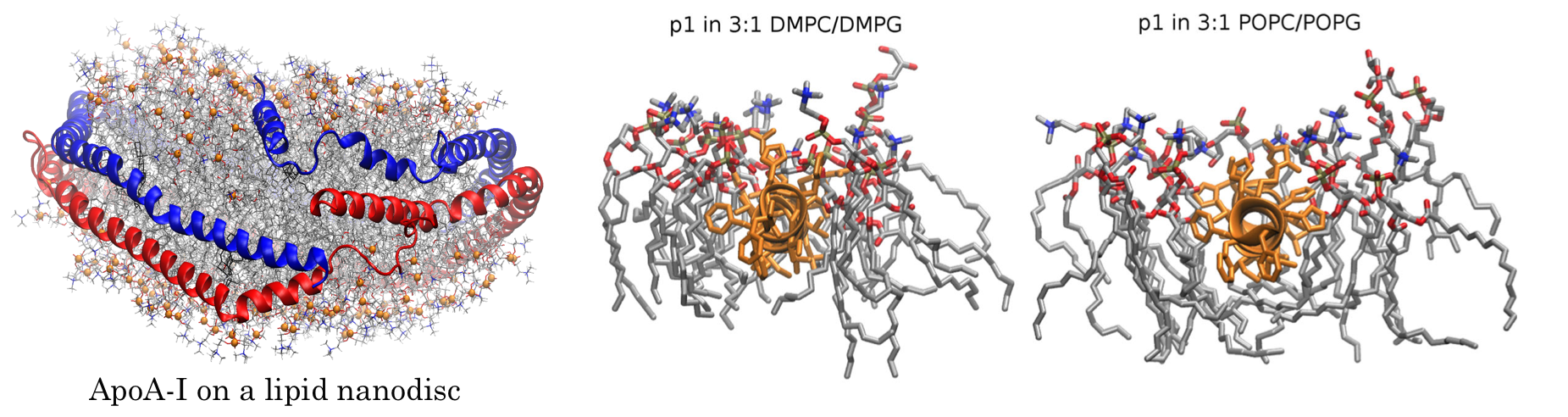 Simulate Complex Membranes