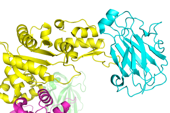 3k75_xrcc1_ntd_reduced_bound_to_pol_beta.png