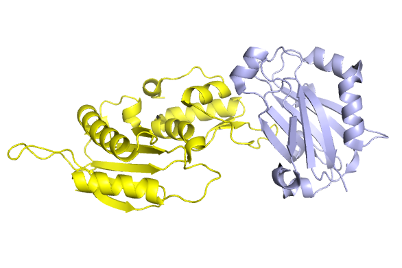 3lqc_xrcc1_ntd_oxidized_bound_to_pol_beta.png