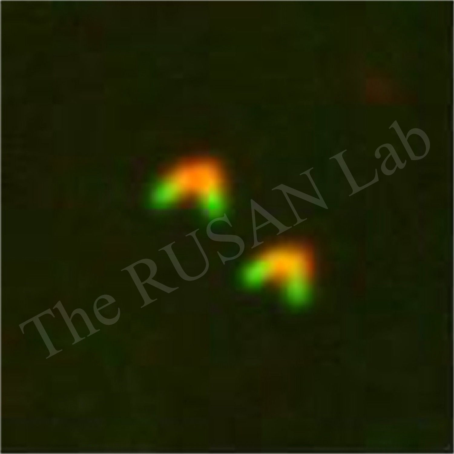 Giant centrioles in Drosophila testes