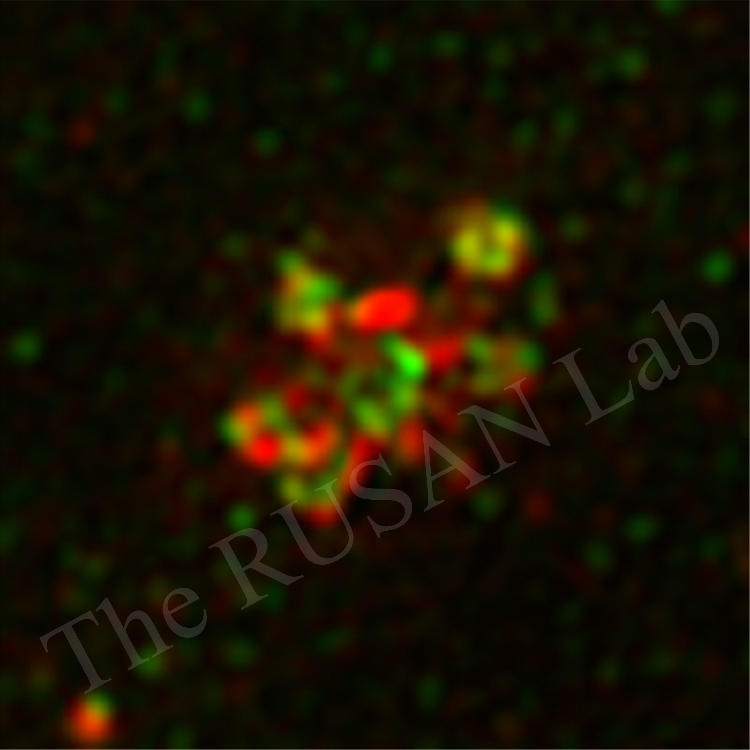 Centrosome in Drosophila embryo