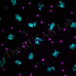 Drosophila embryo centrosomes and chromosomes. Someone has too many centrosomes