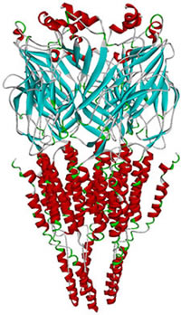 7_nicotinic_receptor.jpg