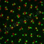 Drosophila embryo centrosomes and chromosomes