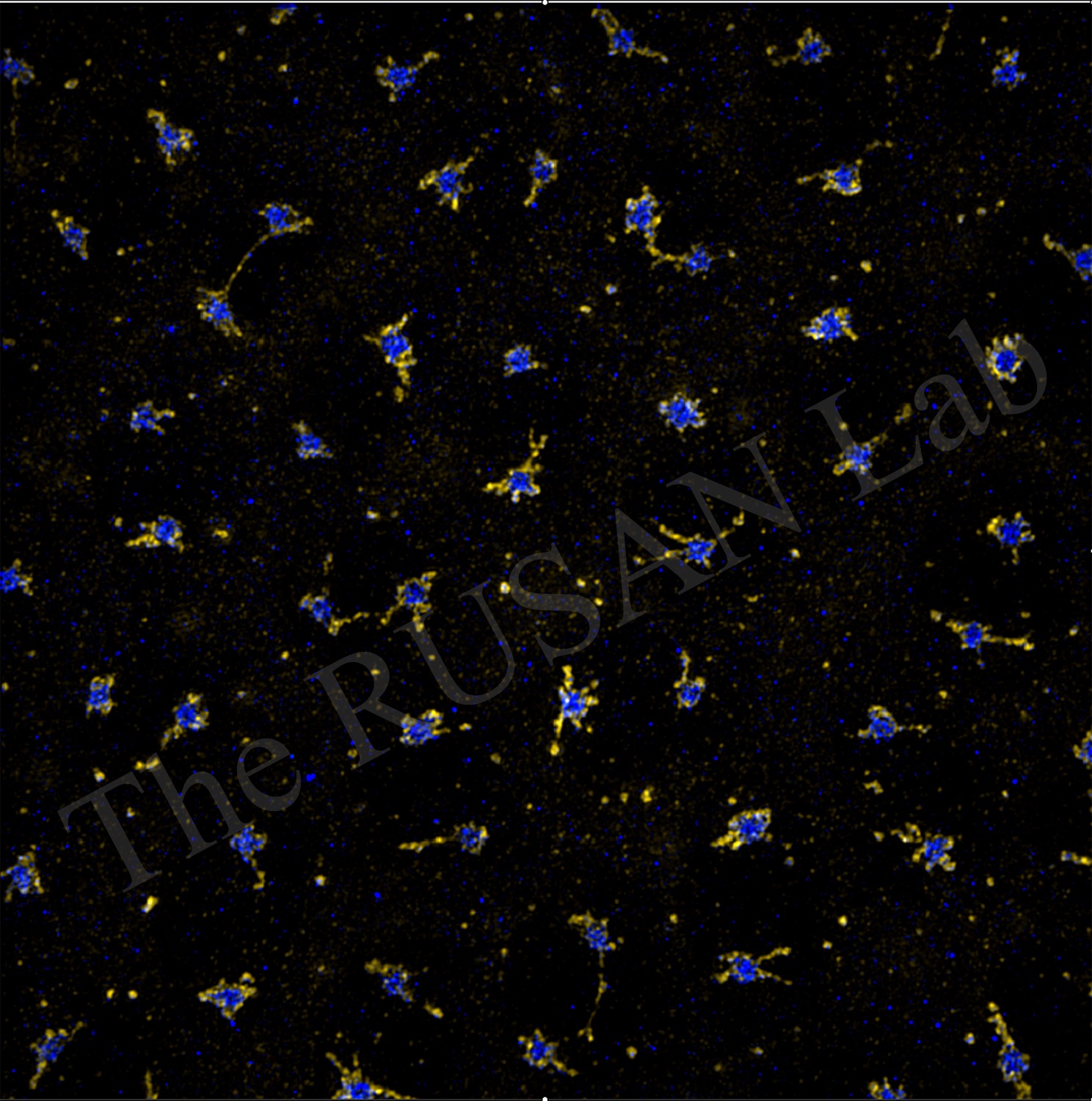 Drosophila embryo centrosomes