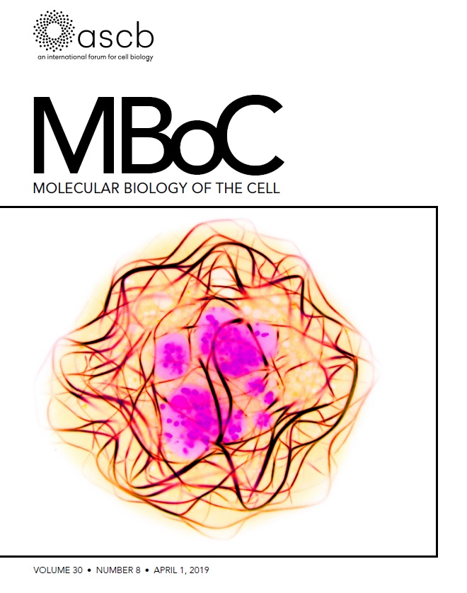 MBoc 2019