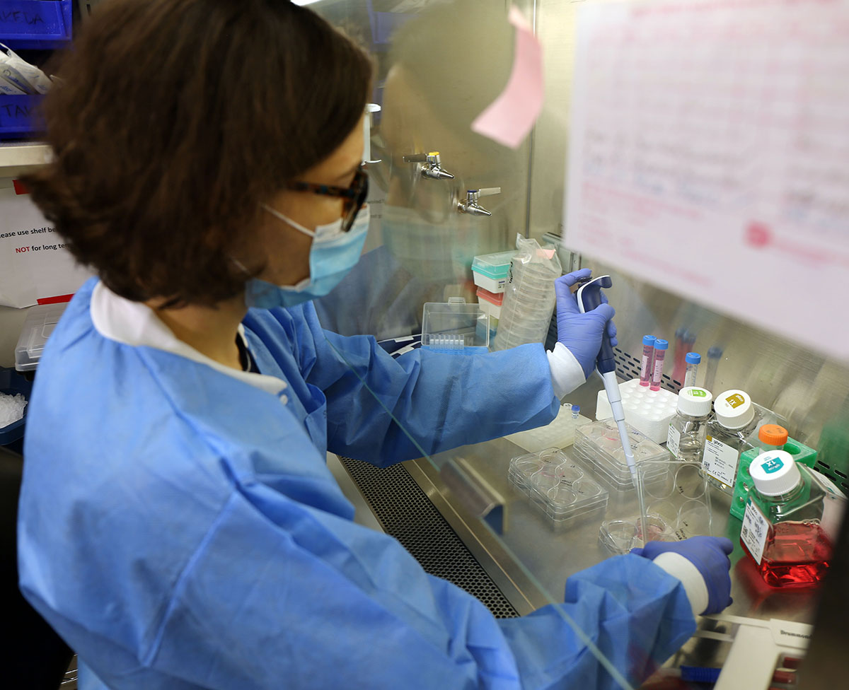 Postdoctoral fellow Sasha Adamovich prepares prostate cancer cells for genetic modification