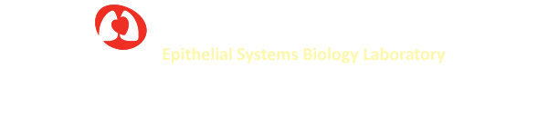 DatabaseImage