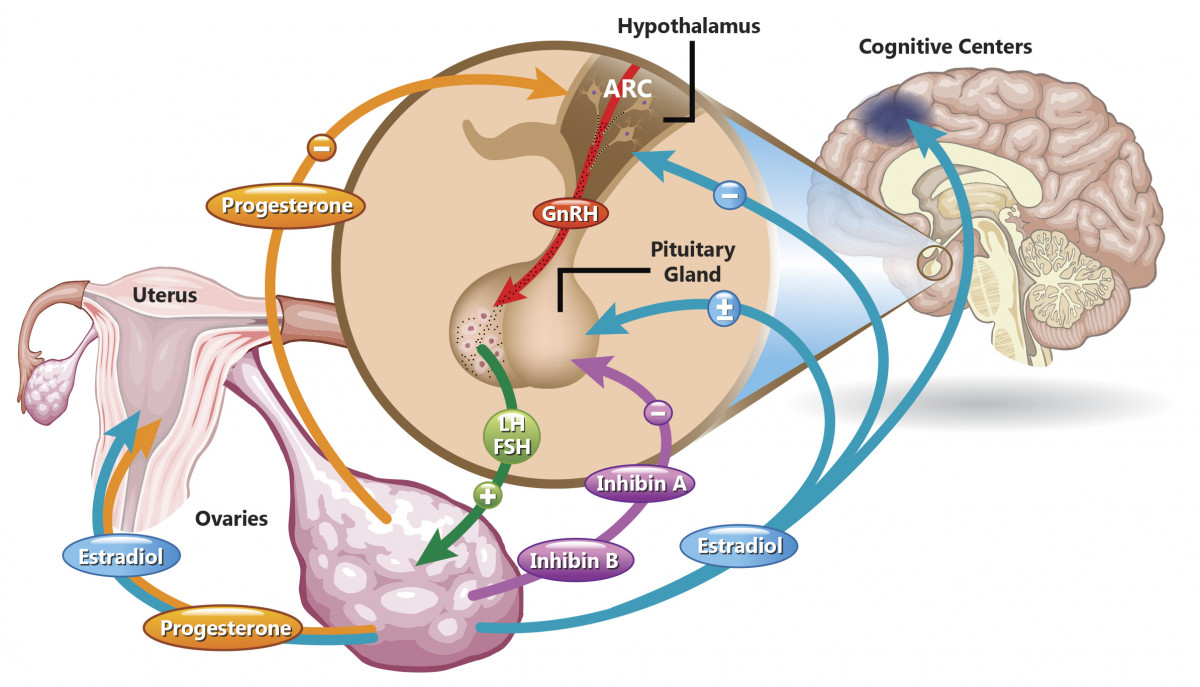 Diagram of the hormonal system that influences reproduction