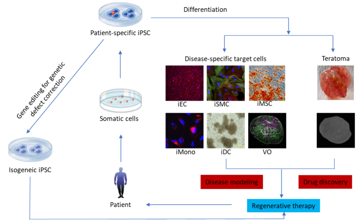 in vitro in vivo models