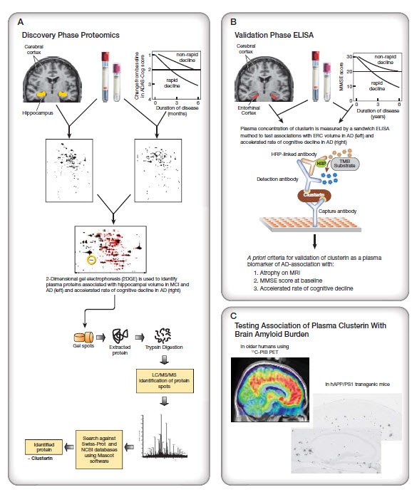Schematic study design combining multi-modal neuroimaging with mass spectrometry-based proteomic analysis of plasma for discovery of biologically relevant biomarkers of AD