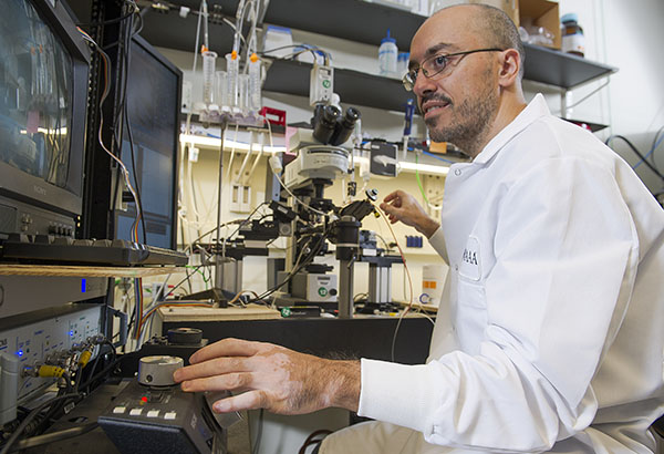 Martín Adrover measures dopamine release from neurons in live brain tissue under a microscope using an electrochemical technique called cyclic voltammetry