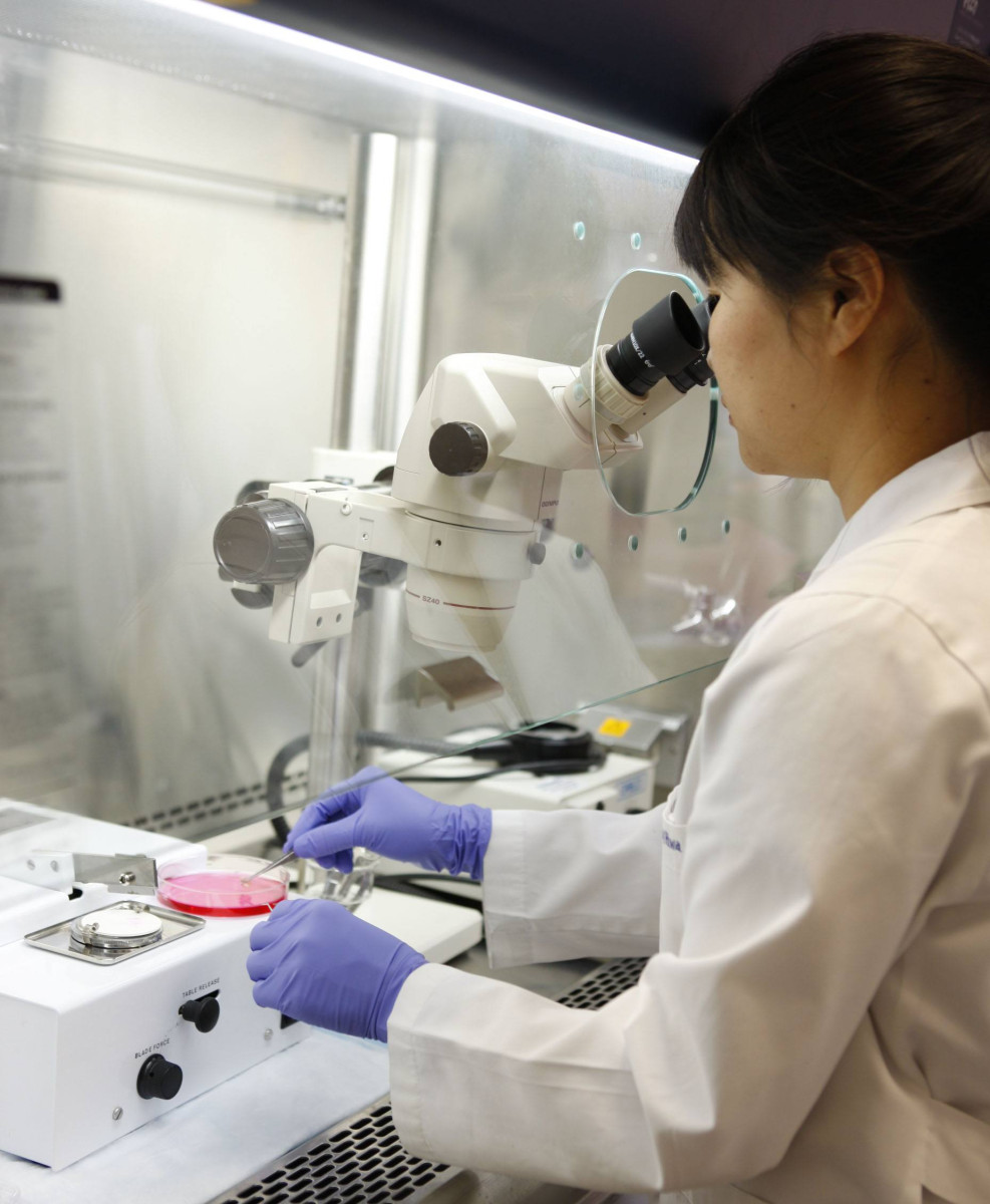 Myoughwa Lee, Ph.D., a research scientist in Dr. Nath’s lab, dissects a mouse brain with the help of a microscope.