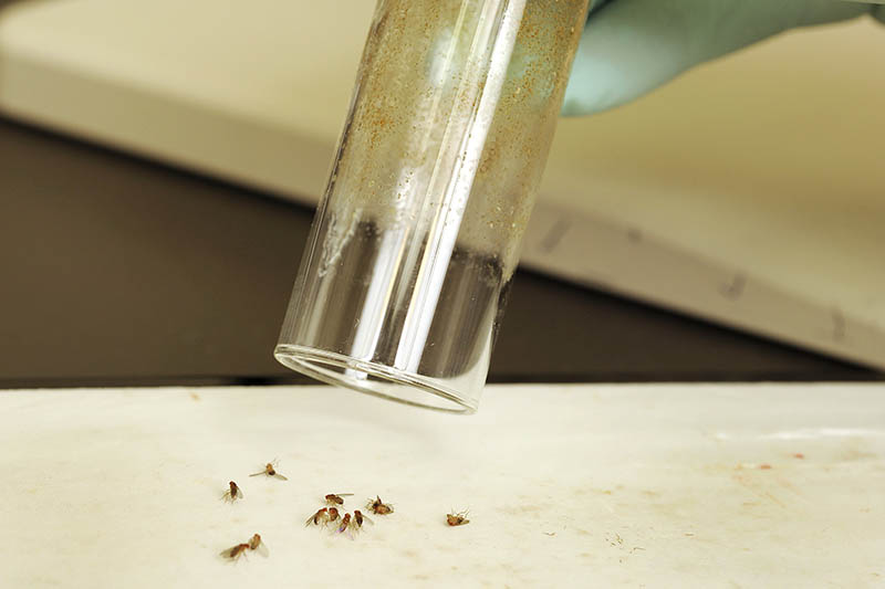 Drosophila, or fruit flies, are a useful model for studying the effects of genetic changes on transcription during development and immune challenge