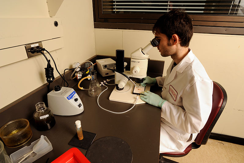 Postdoctoral fellow Telmo Henriques, Ph.D., examines the offspring of two Drosophila genotypes, which will be analyzed for development and behavior changes associated with altered transcriptional responses