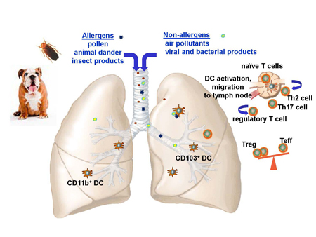 allergicsensitizationjpg.jpg