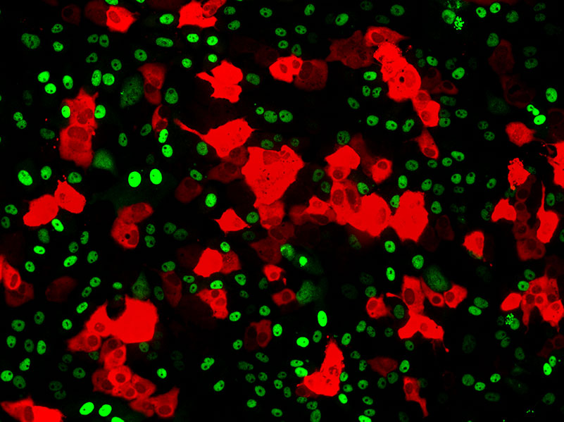 Fluorescently-labeled cells (green) expressing NS5 (red) from a flavivirus