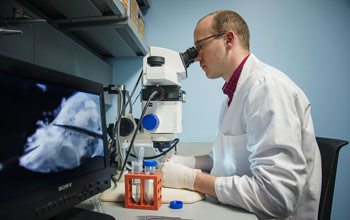 NIH-Oxford-Cambridge MSTP student Andrew Breglio dissects a mouse inner ear.
