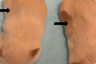 After shaving a patch of fur on two mice, the mouse receiving nitisinone grew darker replacement fur
