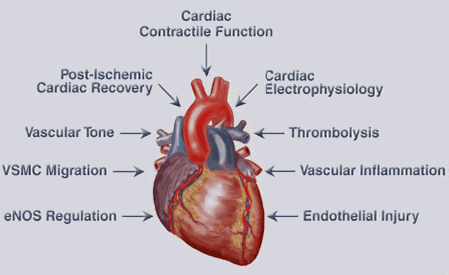 cardiogif.gif