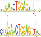 A snippet from a genetic sequence, with the height of each letter corresponding to how frequently the nucleotide is present in the genome