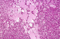 liverpath_cd01.jpg