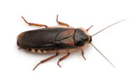 cockroachjpg.jpg